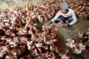 Un hombre da de comer a unas gallinas en un mercado de aves en Yakarta (Indonesia). EFE/Archivo