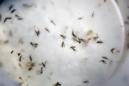 En esta foto del 11 de febrero del 2016 se ven mosquitos aedes aegypti en un laboratorio en Cúcuta, Colombia. El 9 de mayo del 2016 se informó que la Casa Blanca y los demócratas presionan a los legisladores republicanos a responder a las demandas de dinero del presidente Barack Obama para combatir el zika, pero ni siquiera el comienzo de la temporada de mosquitos transmisores del virus ha creado un sentido de urgencia. (AP Foto/Ricardo Mazalan, Archivo)