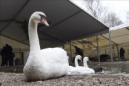 Cisnes nadan junto a una carpa colocada para protegerlos de la gripe aviar. EFE/Archivo