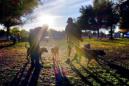 En esta fotografía del domingo 1 de diciembre de 2013, visitantes y sus perros disfrutan una tarde soleada en el Parque Canico de la Cuenca Sepúlveda en Encino, California. Millones de niños, ancianos y trabajadores postales fueron mordidos por perros en Estados Unidos en 2014. California fue el estado con más reclamos al seguro, arreglos monetarios y carteros mordidos. (Foto AP/Richard Vogel/Archivo)