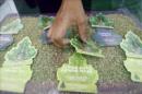 Un joven muestra semillas de marihuana este 21 de noviembre 2014, en la feria Expoweed en Santiago de Chile (Chile). EFE