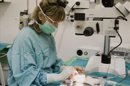 La doctora Cristina Pastor, del equipo investigación de Zaragoza dirigido por la doctora Marta Navarro Zorraquino, examina el transplante de intestino hecho a una rata. EFELa doctora Marta Navarro Zorraquino durante una entrevista con Efe en el laboratorio del equipo de investigación de Zaragoza. EFELa doctora Marta Navarro Zorraquino durante una entrevista con Efe en la que explica el estudio que está realizando el equipo de investigación de Zaragoza. EFE