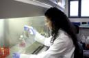 Una investigadora manipulando células en un laboratorio. EFE/Archivo