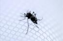 El dengue por lo general es endémico en Brasil durante el verano, cuando el calor y las lluvias facilitan la propagación del mosquito Aedes Aegypti, el transmisor de la enfermedad. EFE/Archivo