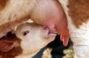 La ternera Gloriosa, hija de la vaca Victoria que, en marzo de 2001, se convirtió en el primer clon bovino latinoamericano. EFE/Archivo