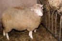 La oveja Dolly, el primer mamífero clonado. EFE/Archivo