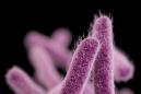 Esta ilustración de los Centros para Control y Prevención de las Enfermedades muestra la bacteria shingella el 2 de abril del 2015. Se trata de una bacteria super resistente a los antibióticos que ha llegado y se ha propagado en Estados Unidos, sobre todo de personas que han viajado a la República Dominicana, la India y otros países. (AP Foto/CDC)