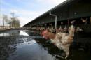 Unas gallinas en la granja del ganadero Frank de Ronde a las afueras de Spier, Holanda. EFE/Archivo