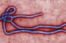 Imagen facilitada hoy 5 de agosto de 2014 por el Centro para el Control y Prevención de Enfermedades (CDC) estadounidense que muestra el virus del Ébola. EFE/Archivo
