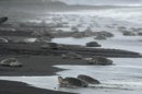 Miles de tortugas loras (lepidocheyls ovilacea), en las playas de la provincia de Guanacaste, Costa Rica. En 25 años de operación, PharmaMar ha acumulado una muestroteca de más de 125.000 especímenes de organismos marinos. EFE/Archivo