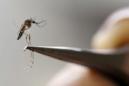 Colombia registra más de 5.000 embarazadas con Zika, entre 31.500 casos