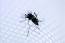 El chikunguña es una enfermedad vírica con origen en el continente africano y que se transmite a las personas a través de la picadura del mosquito Aedes aegypti, el mismo que transmite el virus del dengue. EFE/Archivo