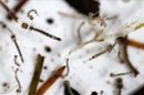 La llamada "fábrica de mosquitos" fue construida a un coste de 1,7 millones de reales (unos 850.000 dólares) y financiada por el Gobierno del estado de Bahía, con apoyo del Ministerio de Salud. EFE/Archivo