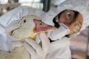 Italia registra un brote de gripe aviar H5N8 en la región de Venecia