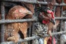 Varios pollos son vendidos en un mercado. EFE/Archivo