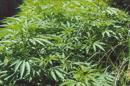 En total, 35 estados y el Distrito de Columbia permiten alguna forma de consumo de marihuana con fines terapéuticos, mientras que varios han descriminalizado la posesión de pequeñas cantidades y dos, Colorado y Washington, han ido más lejos y autorizan totalmente su uso recreativo. EFE/Archivo