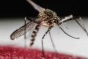 Un mosquito Aedes Aegypti, transmisor del zika, dengue y chikunguña. EFE/Archivo