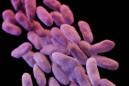 Esta ilustración cedida por los Centros para el Control de Enfermedades muestra una imagen tridimensional de un grupo bacterias de Carbapenem-resistant Enterobacteriaceae. La representación artística se basa en imágenes tomadas por un microscopio electrónico. Esta superbacteria resistente a los antibióticos ha infectado a siete pacientes, incluidos dos que fallecieron, y cerca de 200 más estuvieron expuestos en un hospital de sur de California a través de instrumentos médicos contaminados, informó el miércoles la Universidad de California en Los Ángeles (UCLA). (Foto AP/Centros para el Control de Enfermedades)