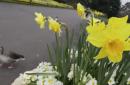 Un pato camina cerca de una jardinera con narcisos en Kew Gardens, en Londres, el 28 de marzo de 2014. Las autoridades de salud británicas solicitan a los supermercados mantener las flores lejos de las frutas y vegetales, para que los clientes no confundan flores venenosas con aquellas comestibles, se informó el sábado 7 de febrero de 2015. (Foto AP/Kirsty Wigglesworth, File)