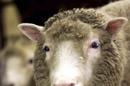 Clones como la oveja Dolly no podrán ser patentados