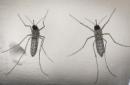 Fotografía de archivo de un mosquito Aedes aegypti fotografiado en un laboratorio en San Salvador. EFE/Archivo