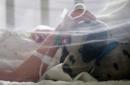 El número de decesos provocados hasta el 23 de mayo por la también conocida como gripe porcina, que es transmitida por el virus H1N1, supera en un 134,14 % al contabilizado hasta un mes antes, según el boletín epidemiológico del Ministerio. EFE/Archivo