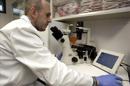 El doctor del Centro de Investigaciones Biomédicas en Red - Bioingeniería, Biomateriales y Nanomedicina (Ciber-BNN), Juan Parra, observa una de las muestras en las que trabaja el Consejo Superior de Investigaciones Científicas (CSIC), dentro de un proyecto que estudia el diseño de biomateriales que ayuden a reducir los tratamientos en pacientes con cáncer. EFE