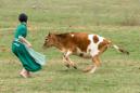 En esta imagen del 9 de abril de 2013, una niña amish persigue una vaca para alejarla del campo en el que se celebra un juego de béisbol en Bergholz, Ohio. Un estudio publicado el miércoles 3 de agosto de 2015 explora las razones por las cuales el asma es tan poco común entre las comunidades amish, en donde los niños juegan descalzos en los graneros, establos y campos de cultivo, y las mascotas en la casa son tema tabú. La exposición frecuente y a temprana edad a los microbios de granja podrían reforzar el sistema inmune de los niños amish, sugiere el estudio. (AP Foto/Scott R. Galvin, Archivo)