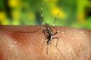 Las autoridades de Dallas pedirán al Estado de Texas que fumigue todo el área metropolitana para acabar con los mosquitos que propagan el virus, lo que supondrá el uso de cinco aviones de pulverización, informaron medios locales. EFE/Archivo