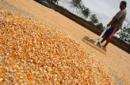 En esta imagen de archivo, un agricultor utiliza una pala para esparcir maíz para secar en la localidad indonesia de Ngasem, en Kediri