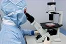 De no ser tratadas, la enfermedad de Chagas, la toxoplasmosis, la cisticercosis, la tricomoniasis y la toxocariasis, pueden ser mortales o provocar convulsiones, ceguera, complicaciones en el embarazo y problemas del corazón. EFE/Archivo