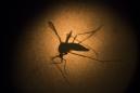 ARCHIVO - En esta foto de archivo del 27 de enero de 2016, un mosquito Aedes aegypti es fotografiado a través de un microscopio en el Instituto Fiocruz en Recife, estado de Pernambuco, Brasil. Puerto Rico atraviesa una crisis por la epidemia del zika, dijo el martes 8 de marzo de 2016 el director de los Centros para el Control y la Prevención de Enfermedades de Estados Unidos, y destacó que la gente aquí a menudo no utiliza mosquiteros en las ventanas, y que los insecticidas empleados en la isla son inefectivos contra el mosquito que transmite la enfermedad. (Foto AP/Felipe Dana, Archivo)