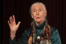 La investigadora británica, Jane Goodall. EFE/Archivo