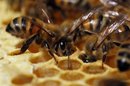La Unión Europea sospecha que un insecticida de BASF daña a las abejas