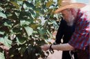 Fotografía sin fechar cedida por Cubadebate, del expresidente de Cuba Fidel Castro caminando entre un cultivo. EFE
