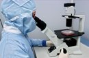 El micriobioma es la totalidad de los microbios y sus elementos genéticos, y las interacciones ambientales en un contexto particular. EFE/Archivo