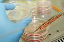 Un experimento crea células madre embrionarias sin embriones