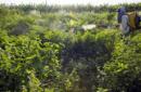 Un trabajador fumiga una plantación en una granja en Limoeiro do Norte, Brasil