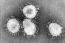 Imagen en blanco y negro del coronavirus al microscopio. EFE/Archivo