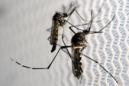 Nace en España el primer bebé con microcefalia por virus del Zika