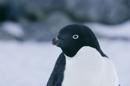 Descubren gripe aviar en pingüinos de la Antártida, dice un científico