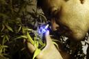 Uruguay detalla el reglamento para el comercio de marihuana