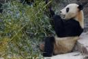 Un panda gigante en el zoo de Pekín. EFE/Archivo