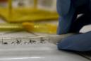 Fotografía de una muestra de mosquitos en un laboratorio. EFE/Archivo