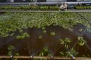 Brasil, la tierra prometida para los fabricantes de pesticidas prohibidos