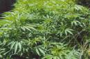 La nueva ley allana el camino para que más organizaciones puedan obtener permisos para el cultivo y la distribución de la marihuana medicinal. EFE/Archivo