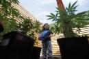 Fotografía del 16 de noviembre de 2014 de Javiera Canales mientras riega plantas de marihuana medicinal en su casa familiar, en Santiago de Chile. Pese a que se exponen a ser encarcelados, unos 100 padres de familia, entre ellas la madre de Javiera, Paulina Bobadilla, han formado el grupo "Mamá Cultiva", un grupo de apoyo mutuo cuyos integrantes comparten consejos para cultivar clandestinamente la marihuana a fin de extraer el aceite que calma e incluso hace desaparecer las convulsiones de sus hijos. La hija de Bobadilla padece epilepsia. (Foto AP/Luis Hidalgo)