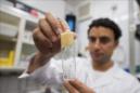 Un científico manipula mosquitos "Aedes aegypti", transmisores del virus del Zika, el dengue y el chikunguña. EFE/Archivo