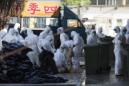 Varios operarios llevan trajes protectores y mascarillas mientras retiran las aves sacrificadas en el mercado temporal de aves del barrio de Cheung Sha Wan, en Hong Kong (China) en diciembre de 2014, después de que varios pollos dieran positivo en la prueba del virus de la gripe aviar. EFE/Archivo