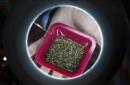 Un expositor muestra unas semillas de cannabis. EFE/Archivo